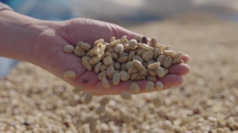 Hand checking coffee beans in real