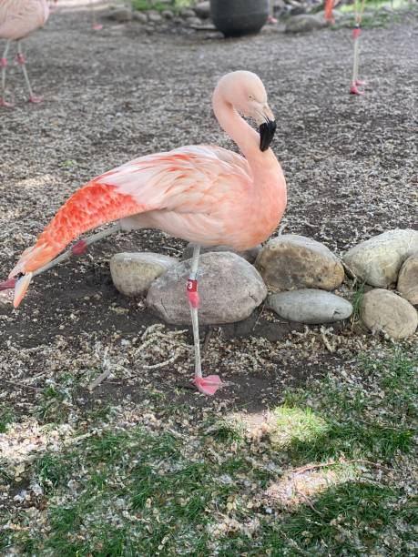 istock A flamingo on their lookout perch 1498169769