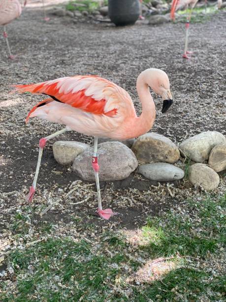 istock A napping flamingo balancing on one leg 1498169844