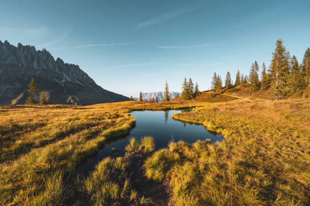 Stream flowing next to meadow with larch trees in Dösen valley in High Tauern mountain, Carinthia, Austria