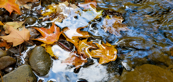This is a photograph taken on a mobile phone outdoors in during autumn of fallen leaves in a stream of flowing water in Allegheny National Forest, Pennsylvania.