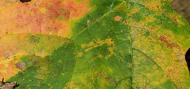 Infected ticks warning sign in a forest. Risk of tick-borne and lyme disease.