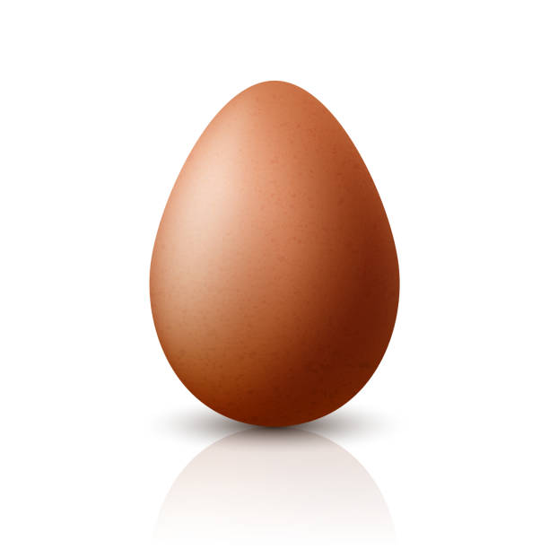 벡터 3d 현실적인 갈색 닭고기 달걀 근접 촬영입니다. 질감이 있는 닭고기 달걀 아이콘, 격리. 벡터 새 전체 달걀 앞 모습 - white background brown animal egg ellipse stock illustrations