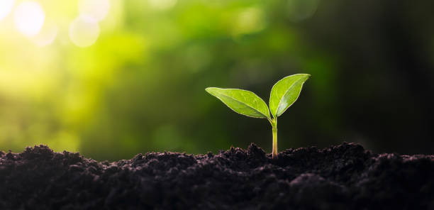 istock small tree growing with sunshine in garden. eco concept 1498172301
