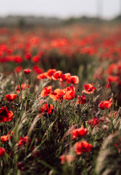 mohnblume oder papaver rhoeas mohn mit dem licht - lest we forget stock-fotos und bilder