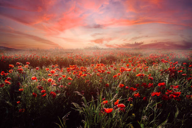 lebendiges feld von roten mohnblumen vor dem hintergrund des abendhimmels - poppy field remembrance day flower stock-fotos und bilder