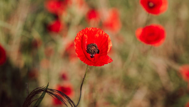istock Common Poppy and flying Large Earth Bumblebee 1498173188