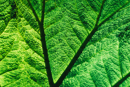 Macro abstract image depicting the veins and interconnecting lines on a variety of back lit, green leaves in nature.