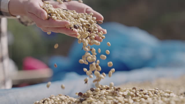 Drying Coffee Bean Slow motion Spreading