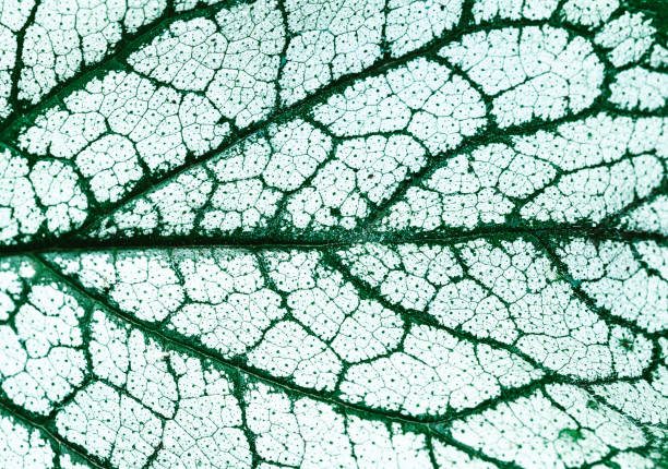 Macro abstract image depicting the veins and interconnecting lines on a variety of back lit, green leaves in nature.