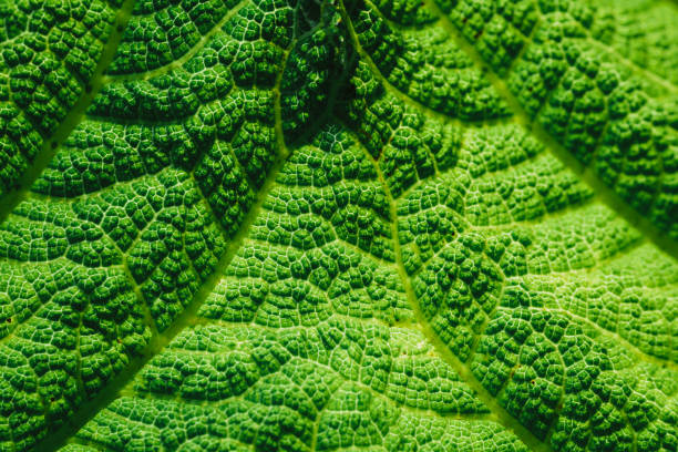 Macro abstract image depicting the veins and interconnecting lines on a variety of back lit, green leaves in nature.