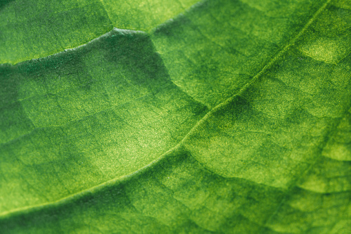 Macro abstract image depicting the veins and interconnecting lines on a variety of back lit, green leaves in nature.