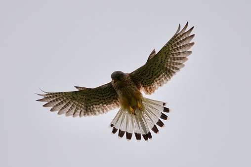 Birds of prey Kestrel in flight