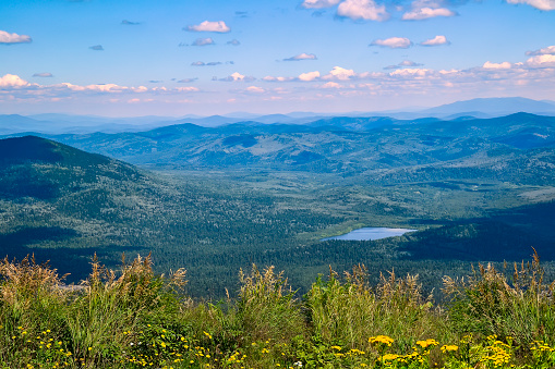 Summer view from the top of a mountain in Sheregesh (Russia) to a mountainous terrain covered with dense forest and a blue lake in the valley. Grass and yellow wild flowers in the foreground