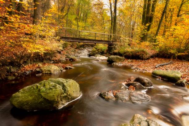 istock a bridge over a stream in the woods, surrounded by rocks and leaves 1498179091