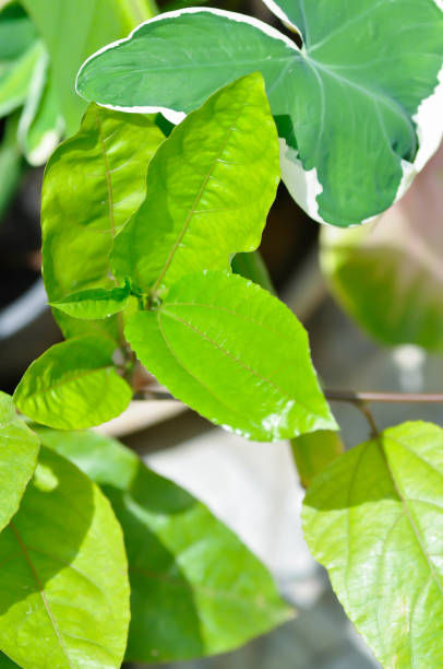 istock passion fruit plant, Passiflora edulis or Passionfruit or Maracuja 1498179302