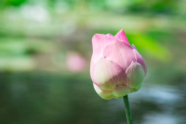 istock pink lotus in nature pond 1498181269