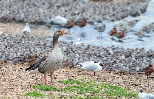 Clouds painted with the warm colors of evening are beyond several Snow geese