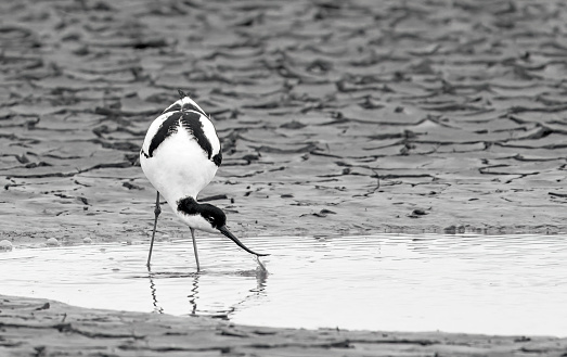 A pied Avocet, the logo of the RSPB, feeding on the mudflats at Snettisham in Norfolk.  This is on the The Wash and has miles of mudflats at low tide. The Avocets strain the mud through their curved beak in a scything motion to filter any molluscs and other food out.