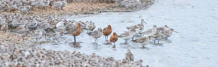 Snettisham spectacular, waders beside the lagoon at Snettisham at high tide.  Dunlin and Godwit at sunset.