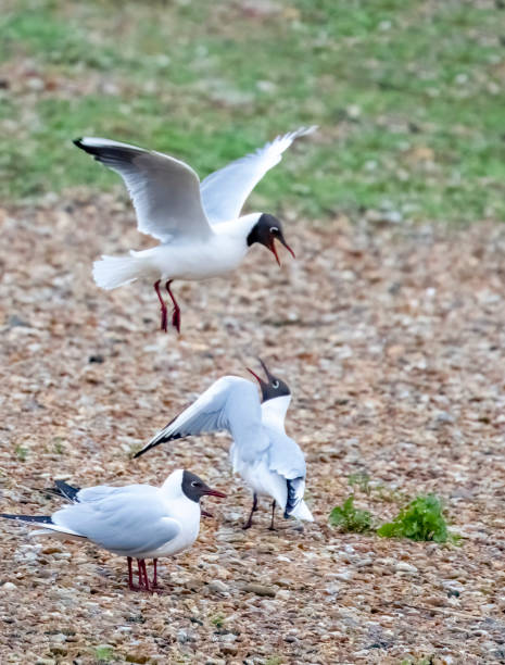 istock Mediterranean gulls squabbling on the mudflats at Snettisham, Norfolk. 1498181804