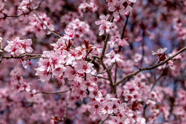 istock Close-up of a Blooming Tree 1498181846