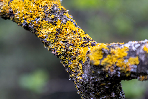 Close-up of Lichen Detail on Bark
