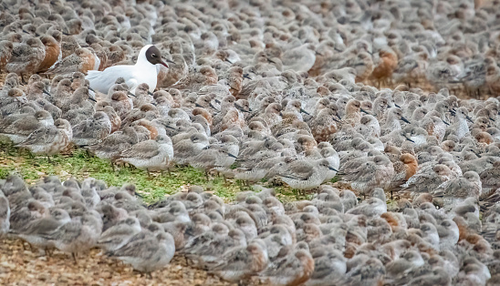 Snettisham spectacular, waders beside the lagoon at Snettisham at high tide.  Dunlin and Mediterranean Gull at sunset.