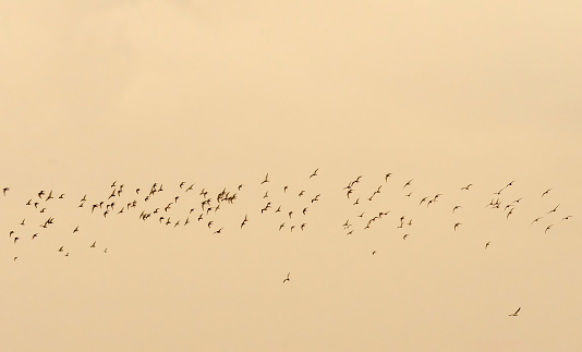 Snettisham spectacular, waders flocking over the mudflats at Snettisham at high tide.  Dunlin, Oystercatcher and gulls at sunset.