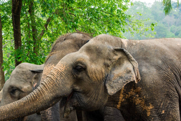 istock Asia elephant face, close up 1498182159
