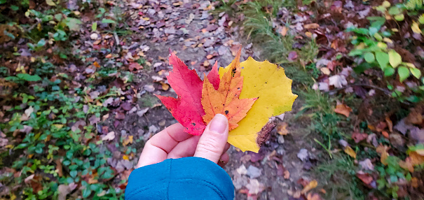 Yellow maple leaf frozen in ice. Change of seasons. Selective focus.