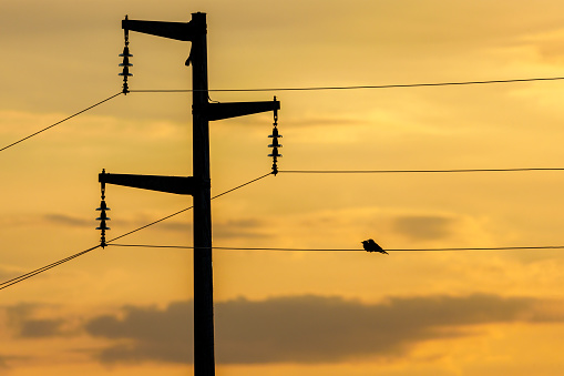 Two birds silhouettes on a electricity pole during a dramatic sunset. Photo taken on 6th of May 2023, near Charlottenburg, Timis county, Romania.