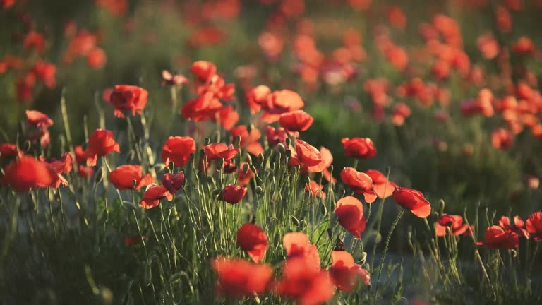 The wind moving the poppies over a poppy field.