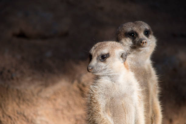 Meerkat (Surikate)