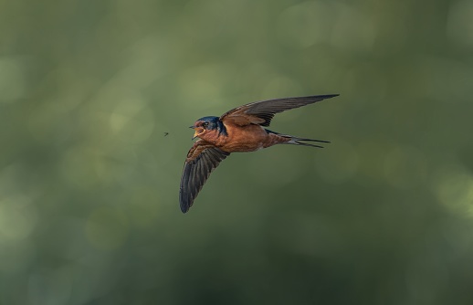 A black-and-rufous swallow about to catch an insect during the flight.