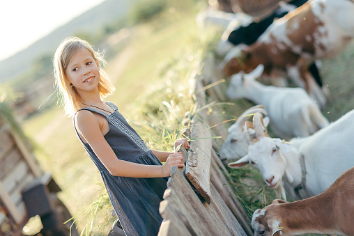 Adorable girl playing with goats at farm. Child familiarizing herself with animals. Farming and gardening . Outdoor summer activities for kids