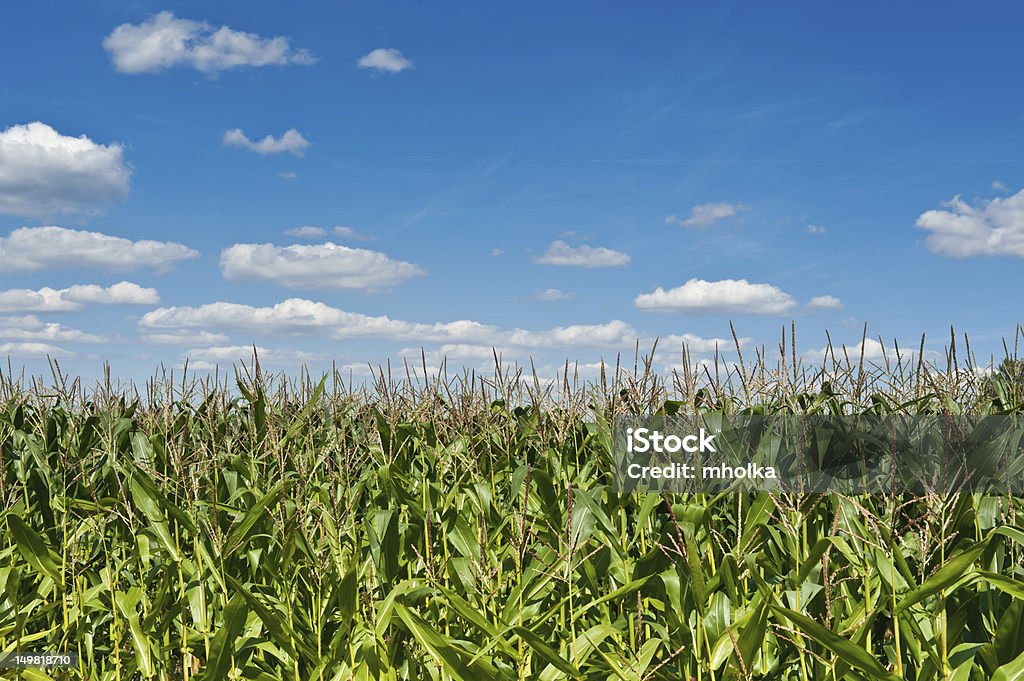 Кукурузное поле - Стоковые фото Горизонт роялти-фри