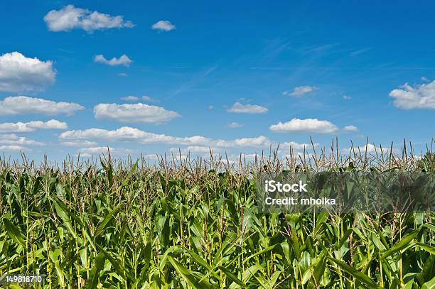 Кукурузное Поле — стоковые фотографии и другие картинки Горизонт - Горизонт, Кукурузина, Поле
