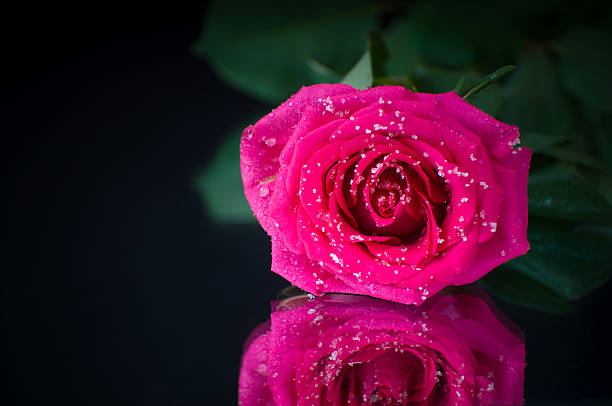 Pink rose on a black background with crystals of sugar stock photo