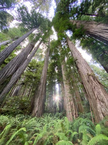 istock Abundance of Redwoods 1498190154
