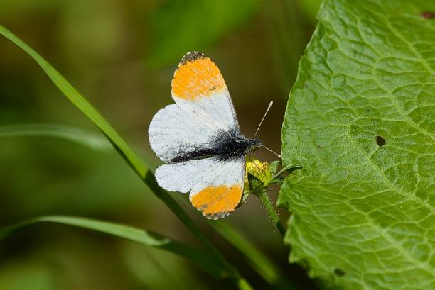 Butterflies Orange tip butterfly anthocharis cardamines stock pictures, royalty-free photos & images