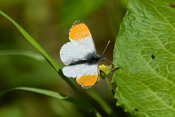 Orange tip butterfly