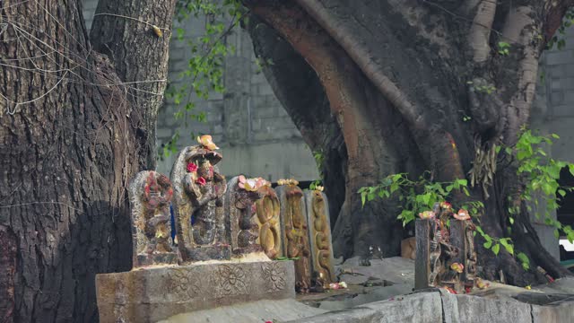 Intricately carved stone sculptures of snakes and snake gods under a big tree