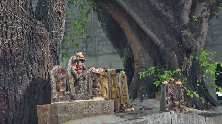 Intricately carved stone sculptures of snakes and snake gods under a big tree