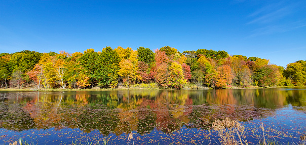 Colorful fall foliage reflected on a tranquil and clean lake water surface. A peaceful wildlife sanctuary for swans and ducks on Cape Cod.