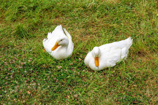 istock Pair of white Peking ducks on green grass. Free range, pets. 1498197540