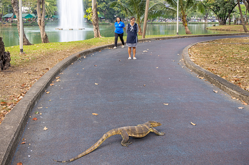 Lumphini Park, Bangkok, Thailand - March 29th 2023: Asian water monitor, Varanus salvator scaring a tourist in the large public park in the center of the capital of Thailand