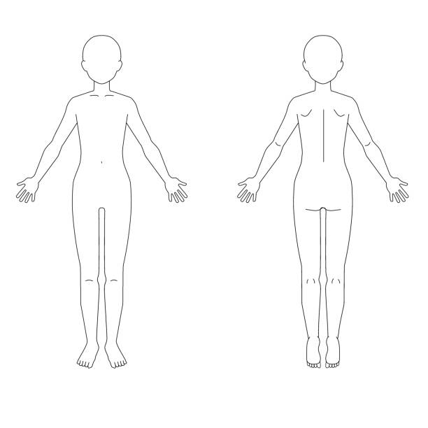 illustrations, cliparts, dessins animés et icônes de diagramme de schéma du corps entier sans visage - planche médicale