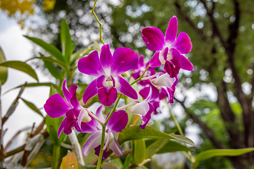 Beautiful lush orchid flower growing on a tree in Lumpini Park which is a large public park in the center of the Thai capital