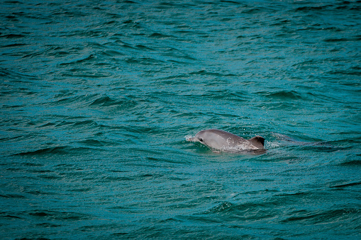 Got a surprising shot of dolphins in the ocean.